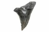 Snaggletooth Shark (Hemipristis) Tooth - South Carolina #211593-1